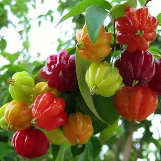 Chinesische Zierpaprika Samen - Eine farbenfrohe Vielfalt für Ihren Garten! 🌶️🎨🌱