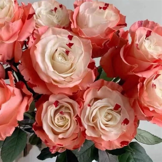 🌹🌼 Garten der Träume mit seltenen Farbvarianten von Rosenblumensamen 🌼🌹