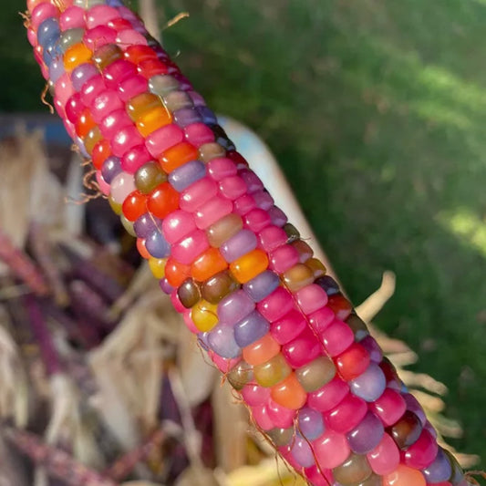 Rainbow Glass Gem Mais Samen - Eine Bunte und Faszinierende Ergänzung für Ihren Garten! 🌽🌈