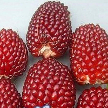 🎁🎁 Jackfruit Erdbeer-Samen - Perfekt für Ihren Obstgarten!