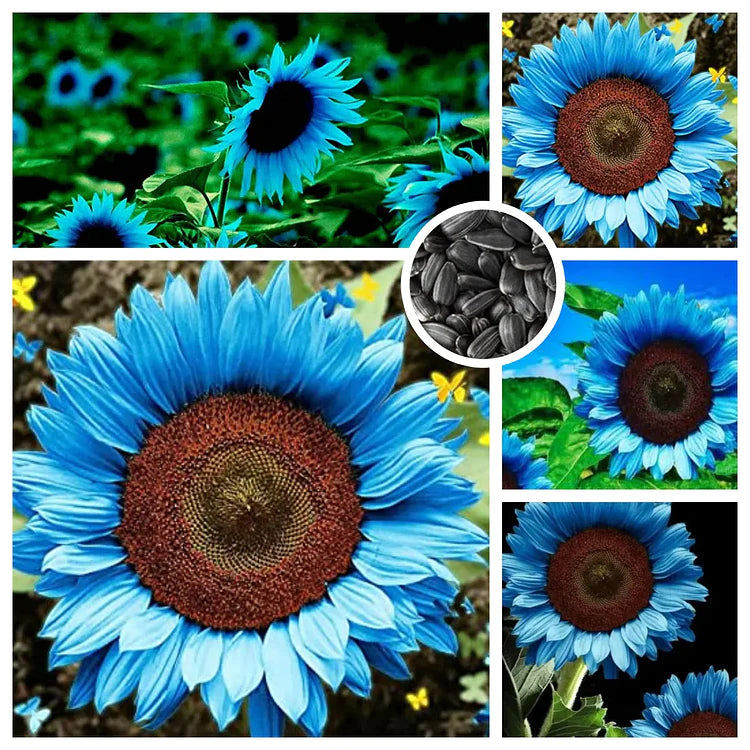 Leuchtend blaue Sonnenblumenkerne