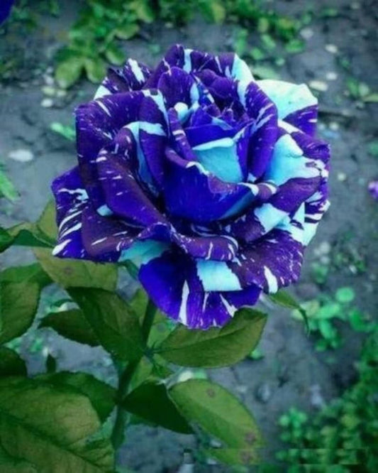 Blauer Drachenrosen-Samen - Mystische Schönheit für Ihren Garten! 🌹🐉
