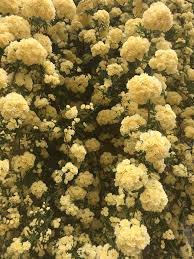 Gelbe Banksia-Rosensamen - Symbolisiert Eleganz und Glück 🌼💫