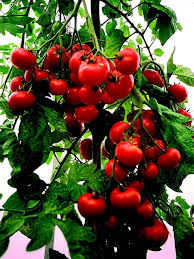🌱🌱Seltene Bio-Sweet Million Tomatenbaum-Samen💥