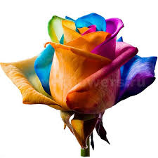 Seltene Holland Rainbow Rosenblumensamen - 🌈🌹