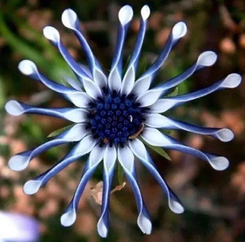 50 Stück Seltene Blaue Gänseblümchen Pflanzen Blumensamen Gartenpflanze
