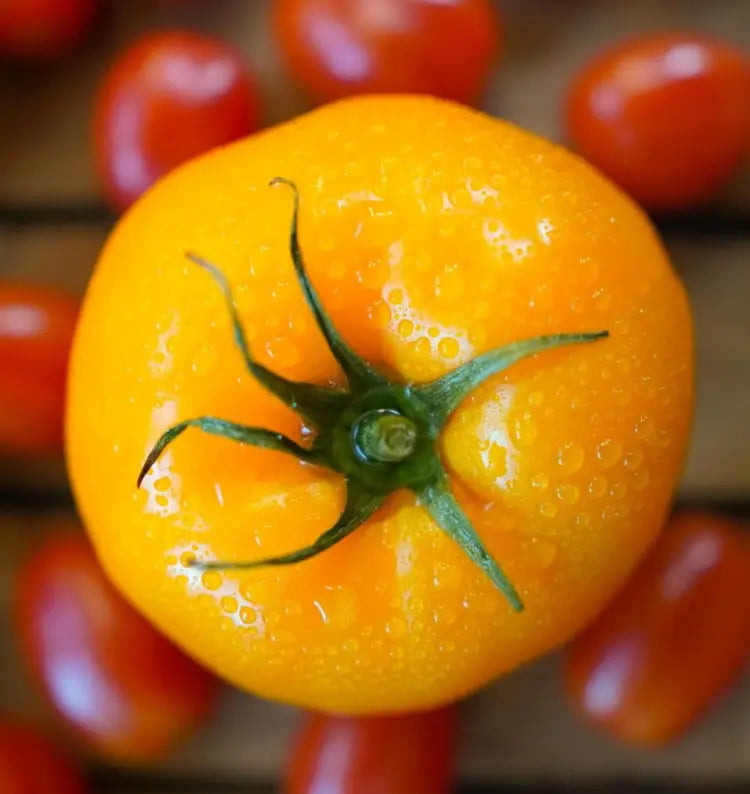 Alte Deutsche Tomate - Erbstück-Samen - B225: Traditionelle Qualität für Ihren Gemüsegarten! 🍅🌱
